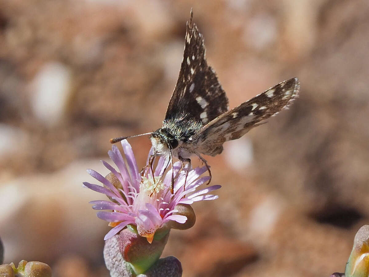 Image of Ruschia impressa L. Bol.