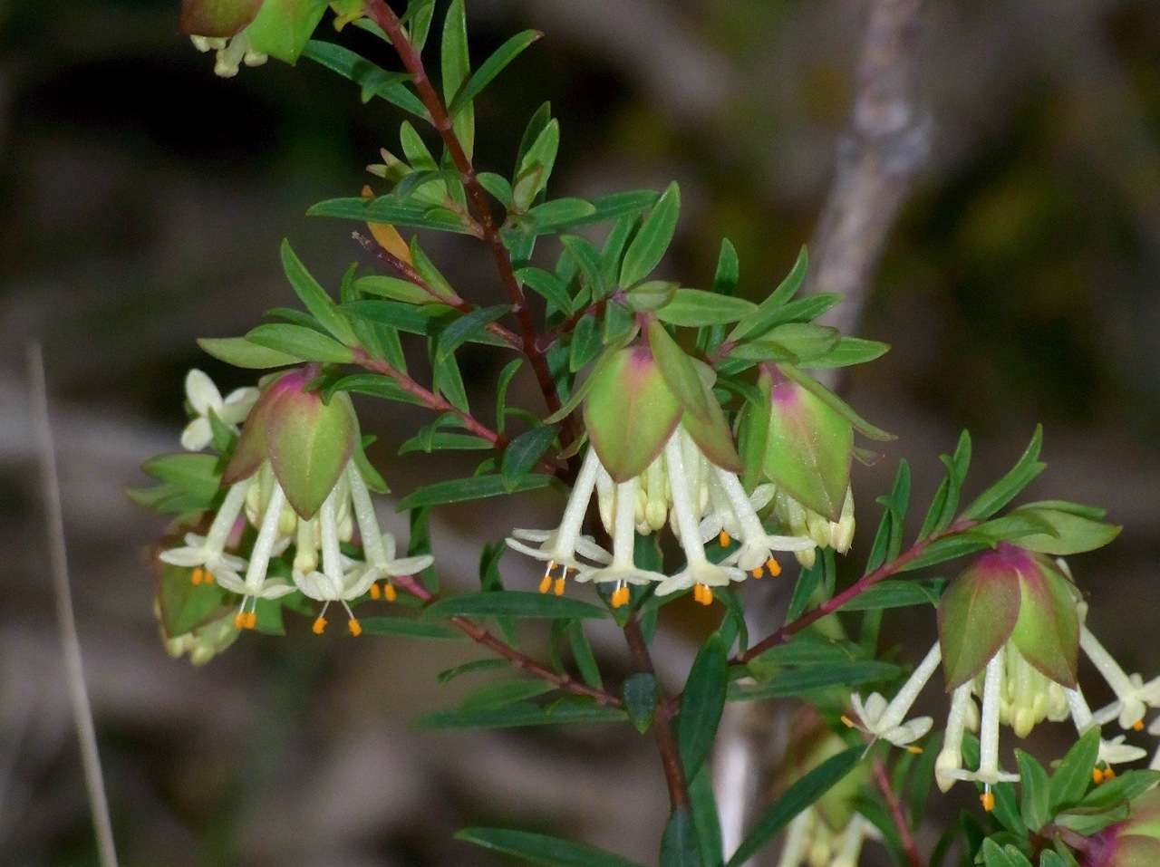 Image of Pimelea linifolia subsp. linifolia