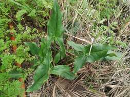 Plancia ëd Arum italicum subsp. albispathum (Steven ex Ledeb.) Prime