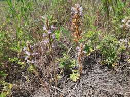 Image of Phelipanche purpurea subsp. purpurea