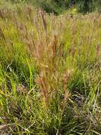 Image of Schizachyrium microstachyum (Desv.) Roseng., B. R. Arrill. & Izag.