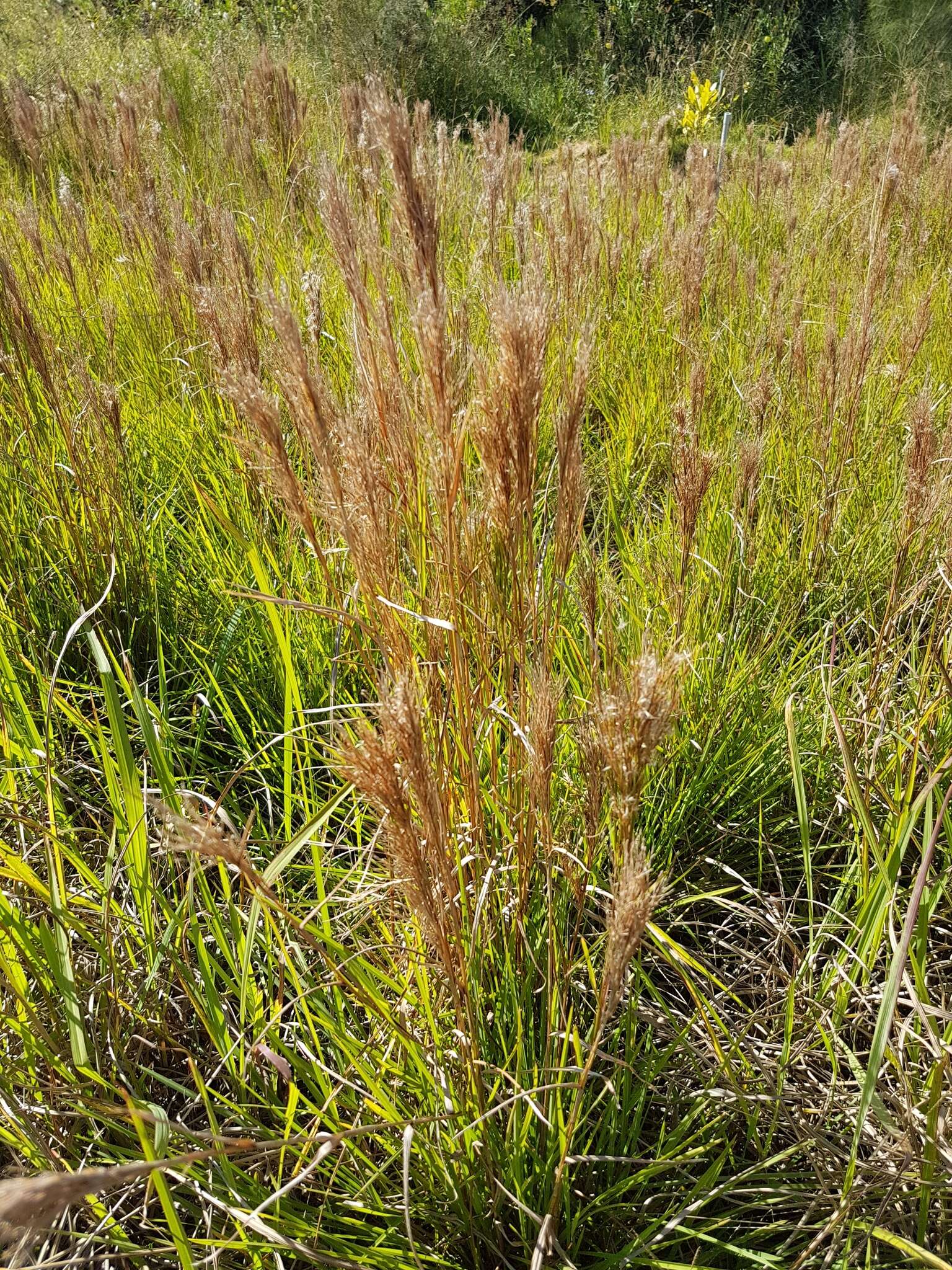 Image of Schizachyrium microstachyum (Desv.) Roseng., B. R. Arrill. & Izag.