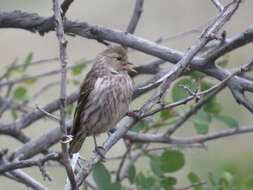 Image of Cassin's Finch