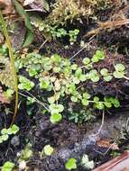 Image of Epilobium pedunculare A. Cunn.