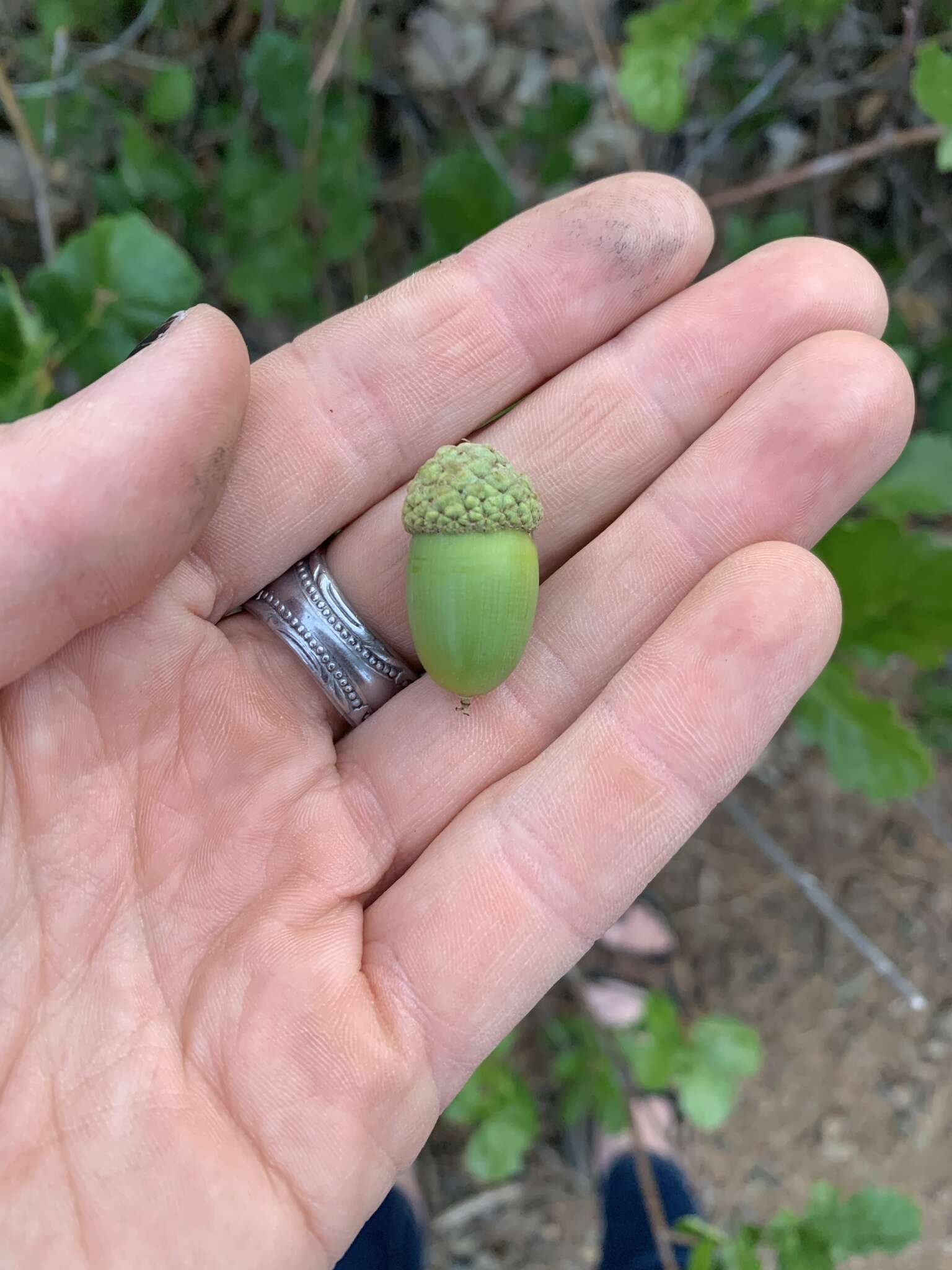 Image of Oregon white oak