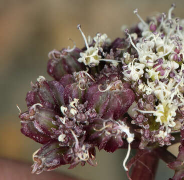 Image of Indian springparsley