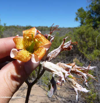 Image of Cotyledon orbiculata var. spuria (L.) Tölken