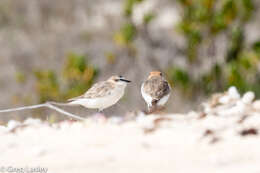 Imagem de Charadrius marginatus Vieillot 1818