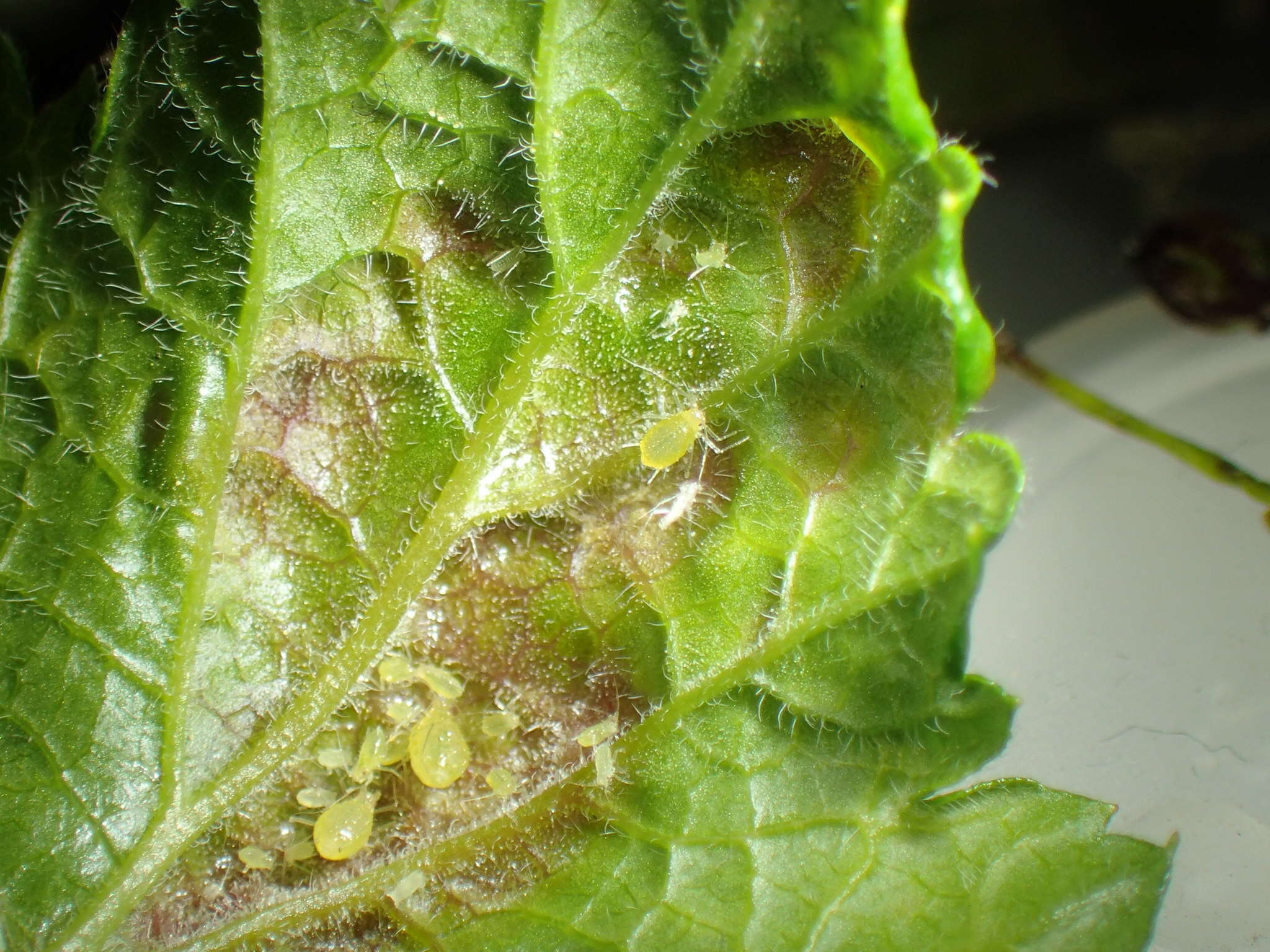 Image of redcurrant aphid