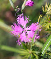 صورة Dianthus longicalyx Miq.