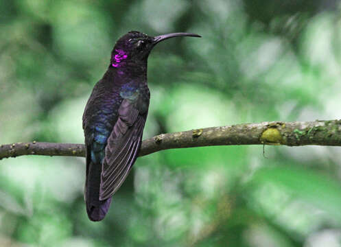 Image of Violet Sabrewing