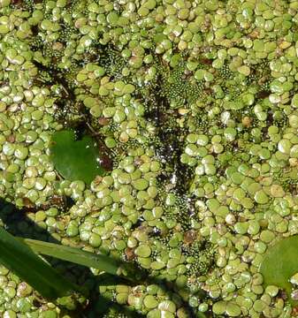 Image of Rootless Duckweed