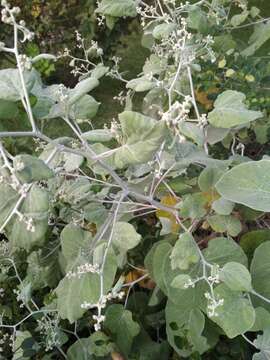 Image of Helichrysum populifolium DC.