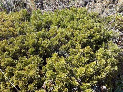 Plancia ëd Halocarpus bidwillii (Hook. fil. ex Kirk) Quinn