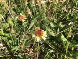 Image de Helenium radiatum (Less.) M. W. Bierner