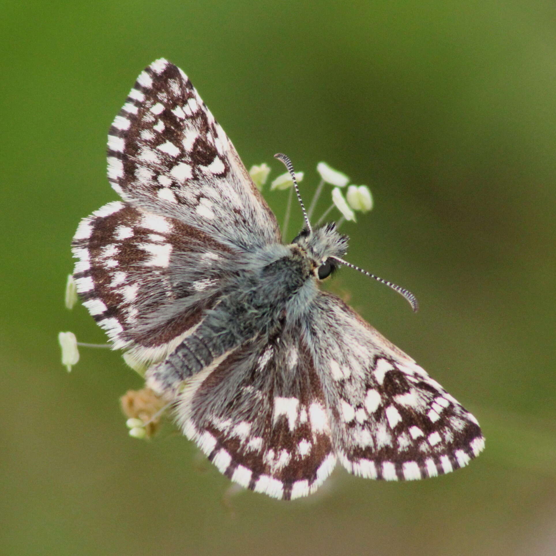 Image of Grizzled skipper