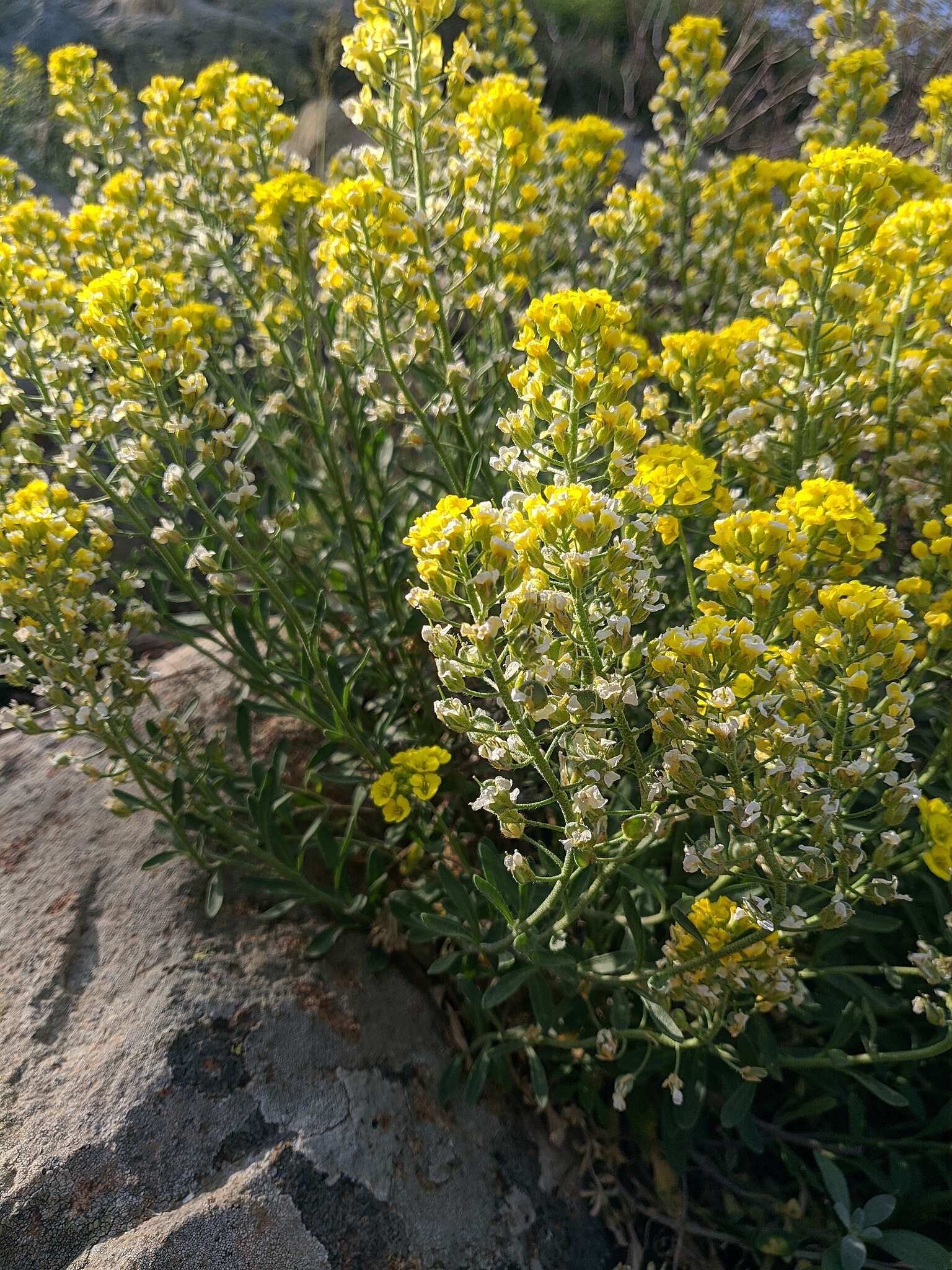 Sivun Alyssum calycocarpum Rupr. kuva