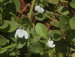 Image of Justicia anagalloides (Nees) T. Anders.