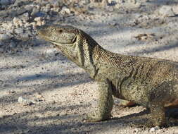 Image of Varanus albigularis angolensis Schmidt 1933