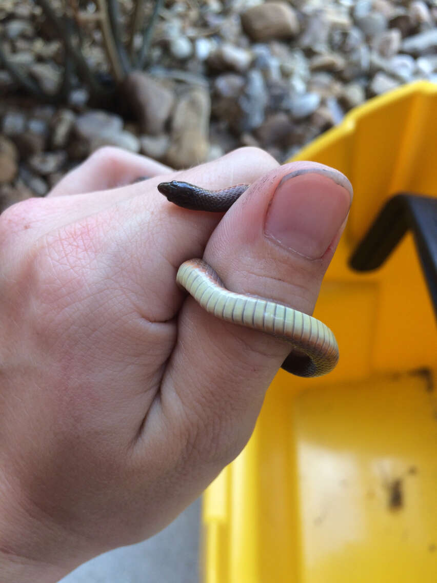 Image of Rough Earth Snake