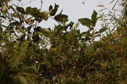 Image of Dussumier's Malabar Langur