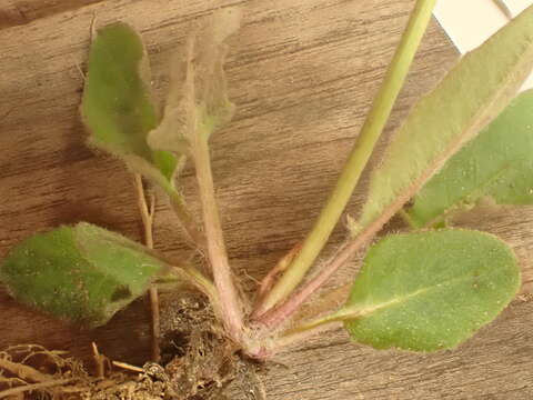 Image of Hieracium schmidtii Tausch