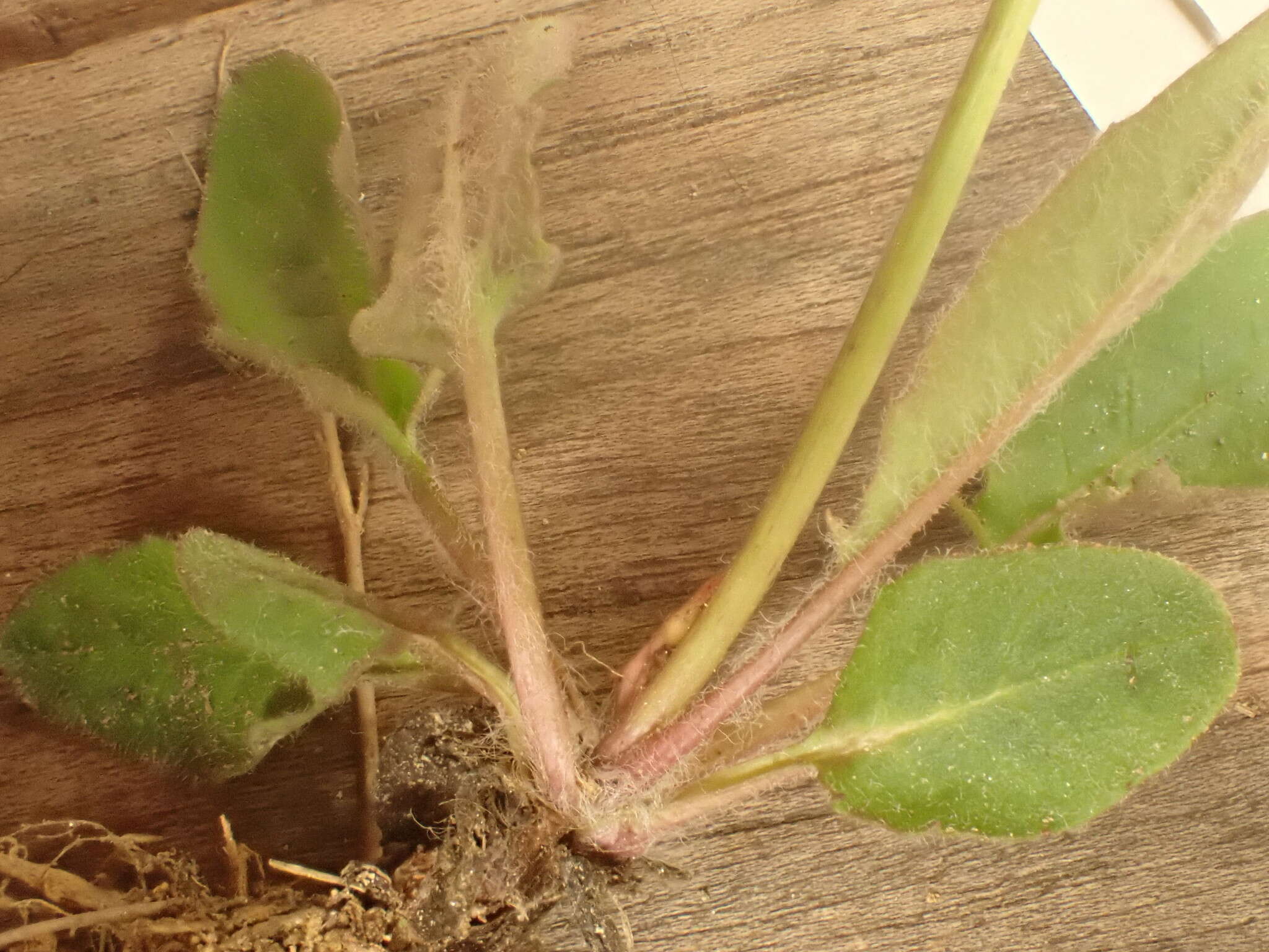 Imagem de Hieracium schmidtii Tausch