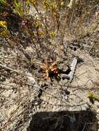 Image of Parish's broomrape