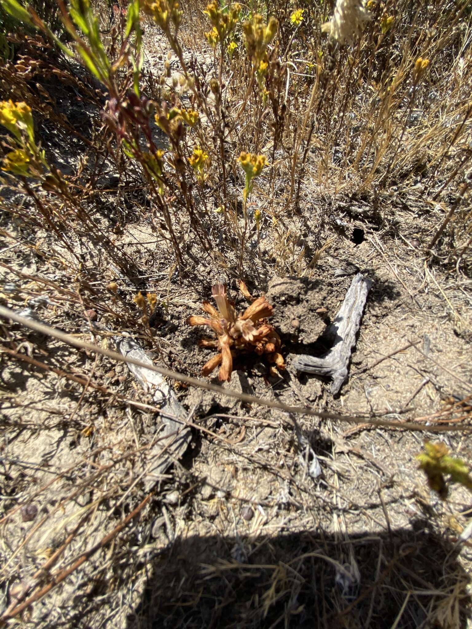 Image of Parish's broomrape