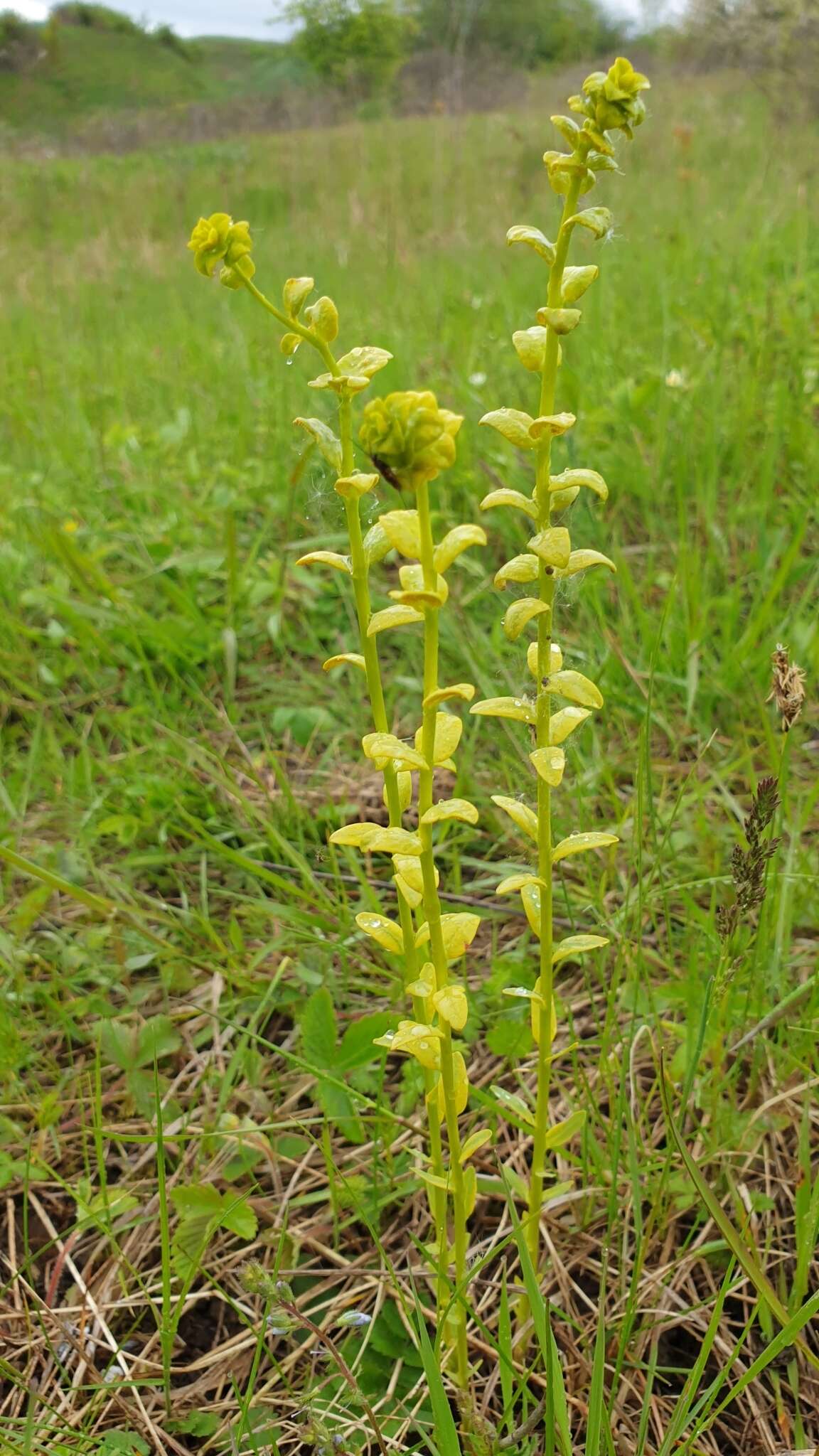 Image of Uromyces pisi-sativi (Pers.) Liro 1908