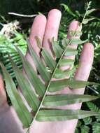 Image of swamp water fern