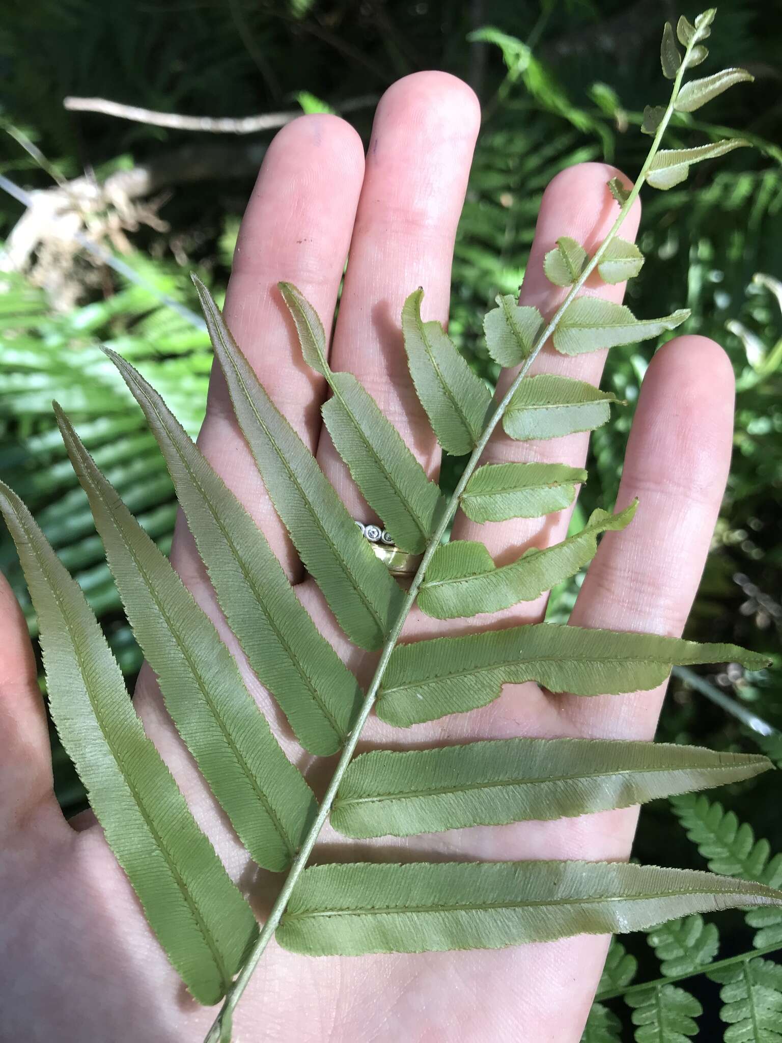 Image of swamp water fern