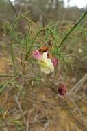 Image of Yellow Leschenaultia