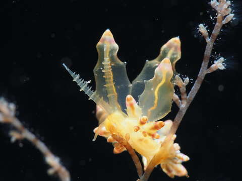 Image of Eubranchus mandapamensis (K. P. Rao 1968)