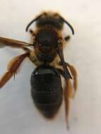 Image of Dusky-winged Andrena