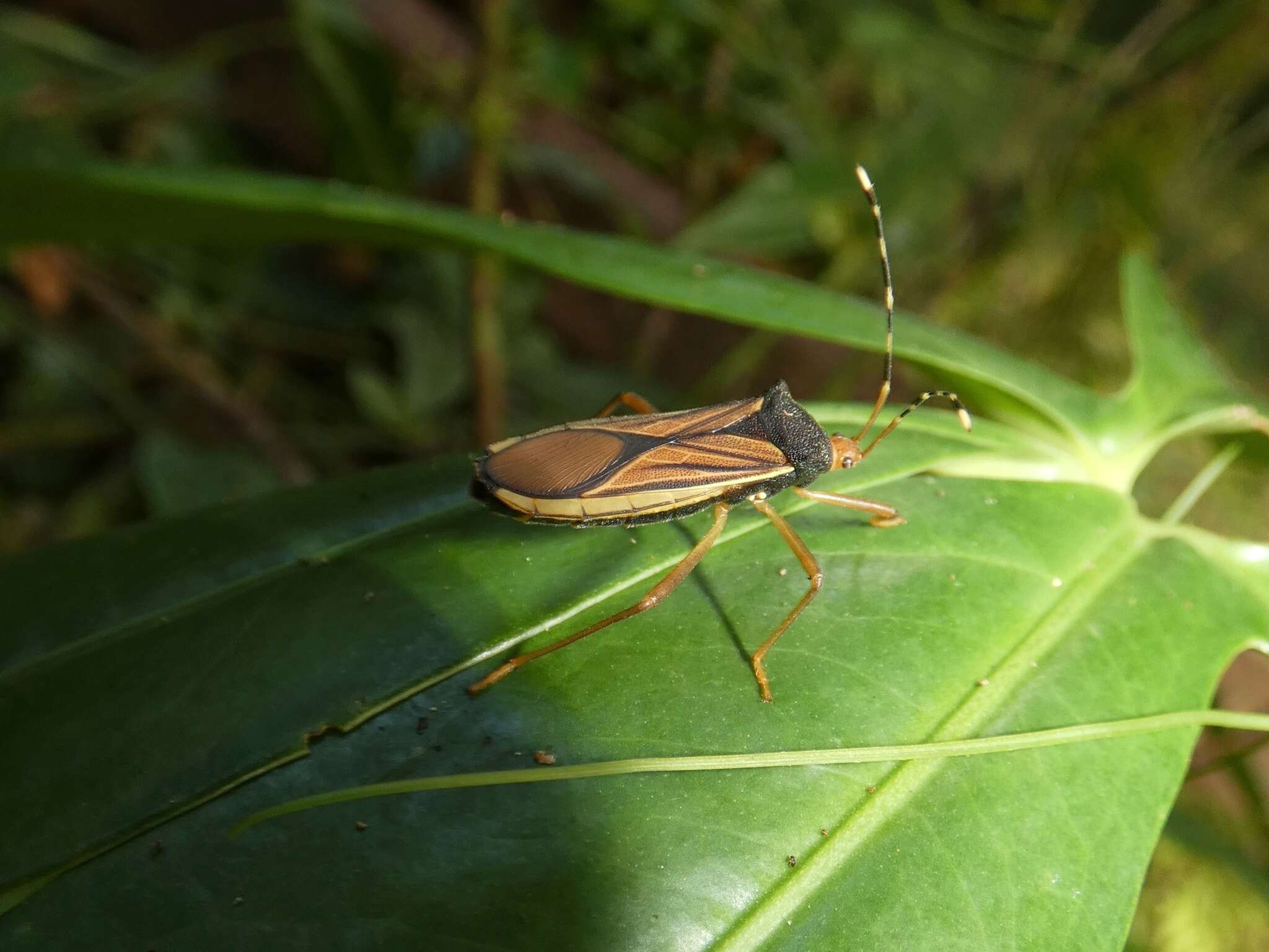 Image of Anasa nigricollis Stål 1870