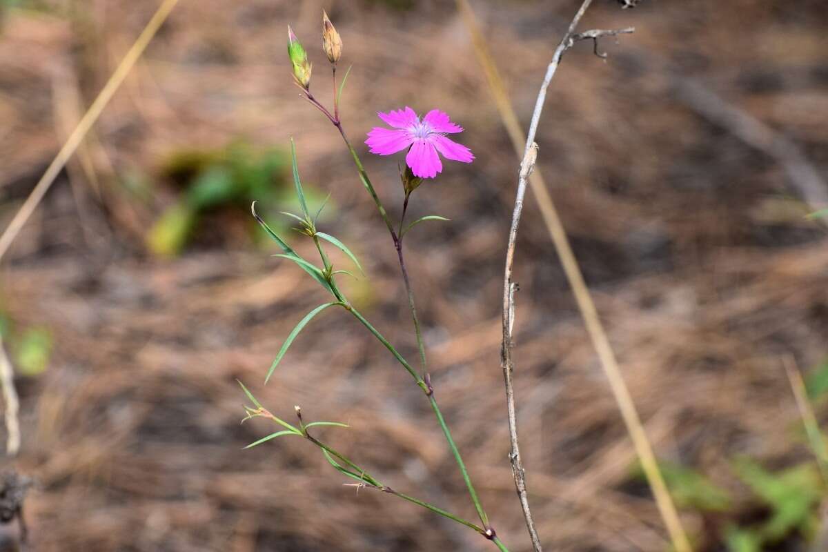 Image of China pink