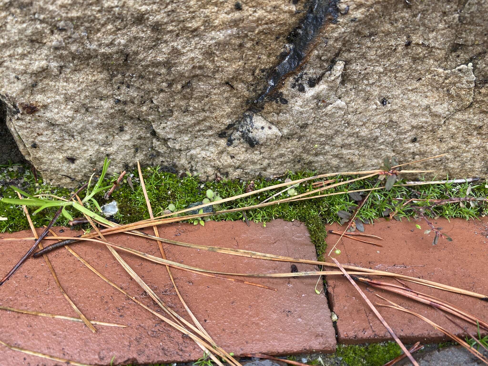 Image of Trailing Pearlwort