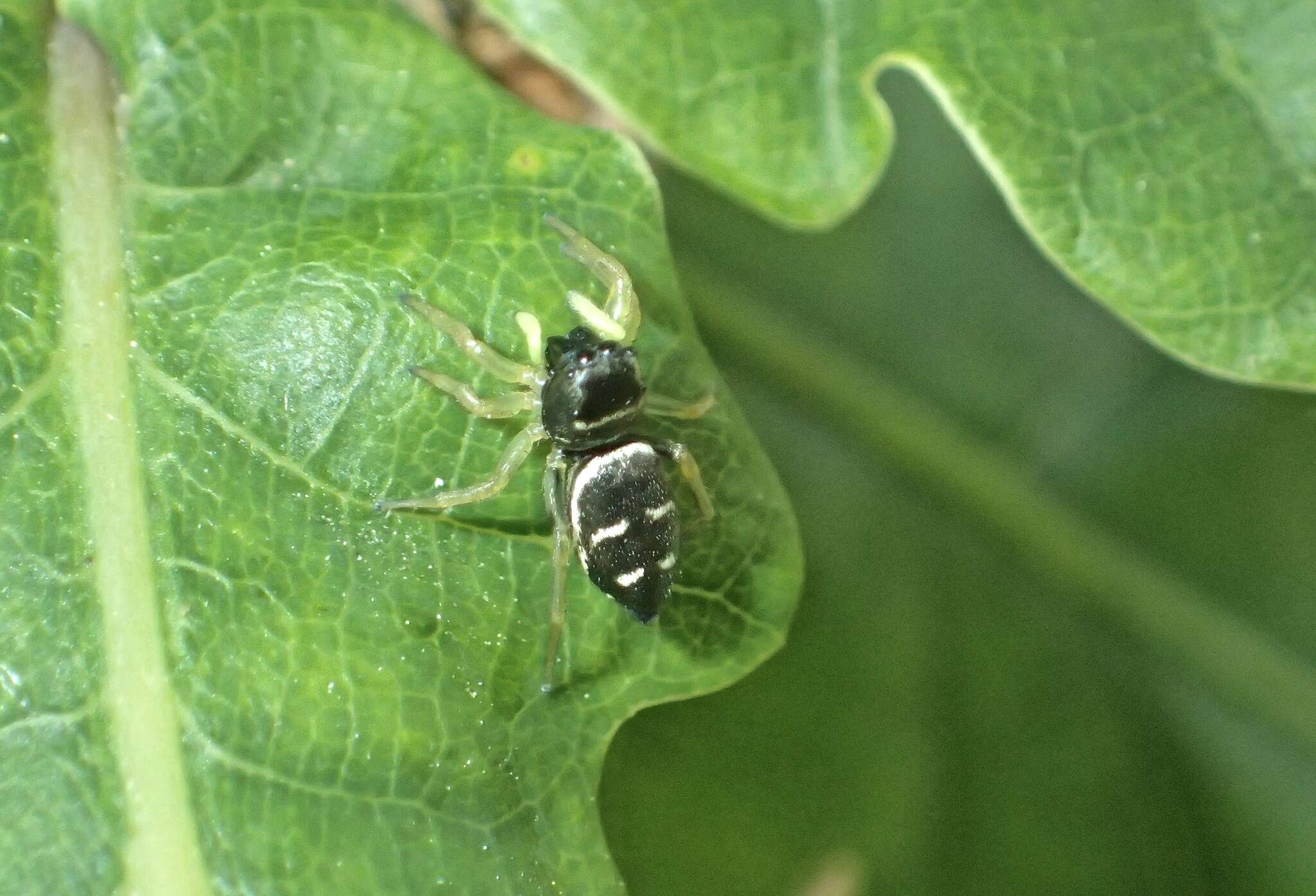 Image of Heliophanus cupreus (Walckenaer 1802)