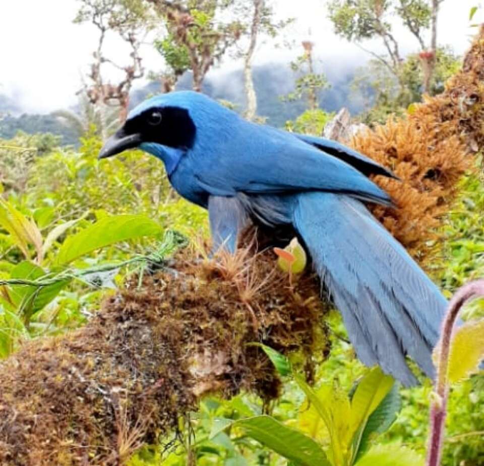 Image of Black-collared Jay