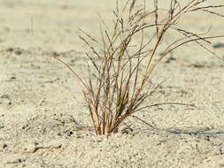 Image of Eragrostis amurensis Prob.