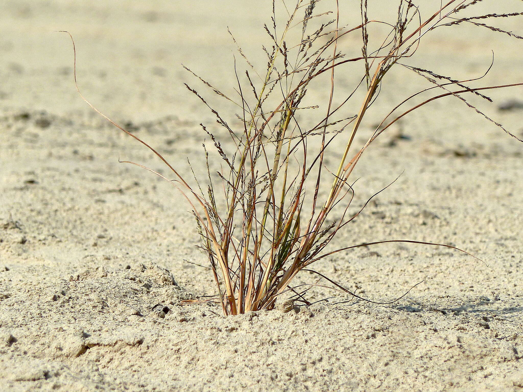 Image of Eragrostis amurensis Prob.