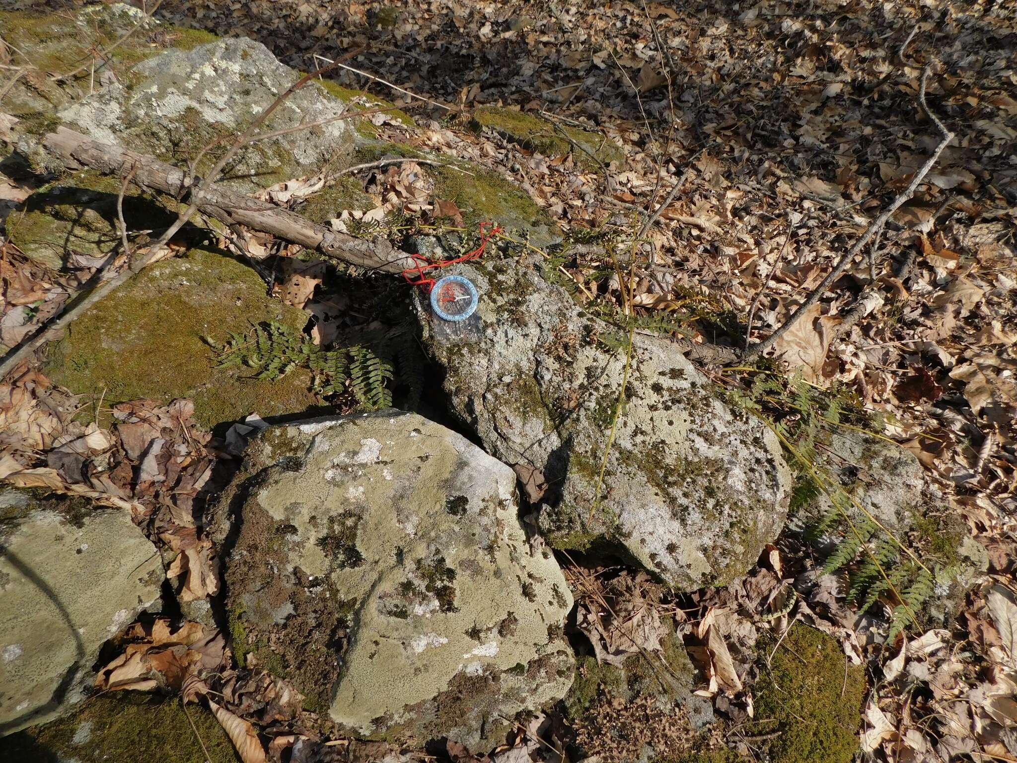 Image of Yasuda's crabseye lichen