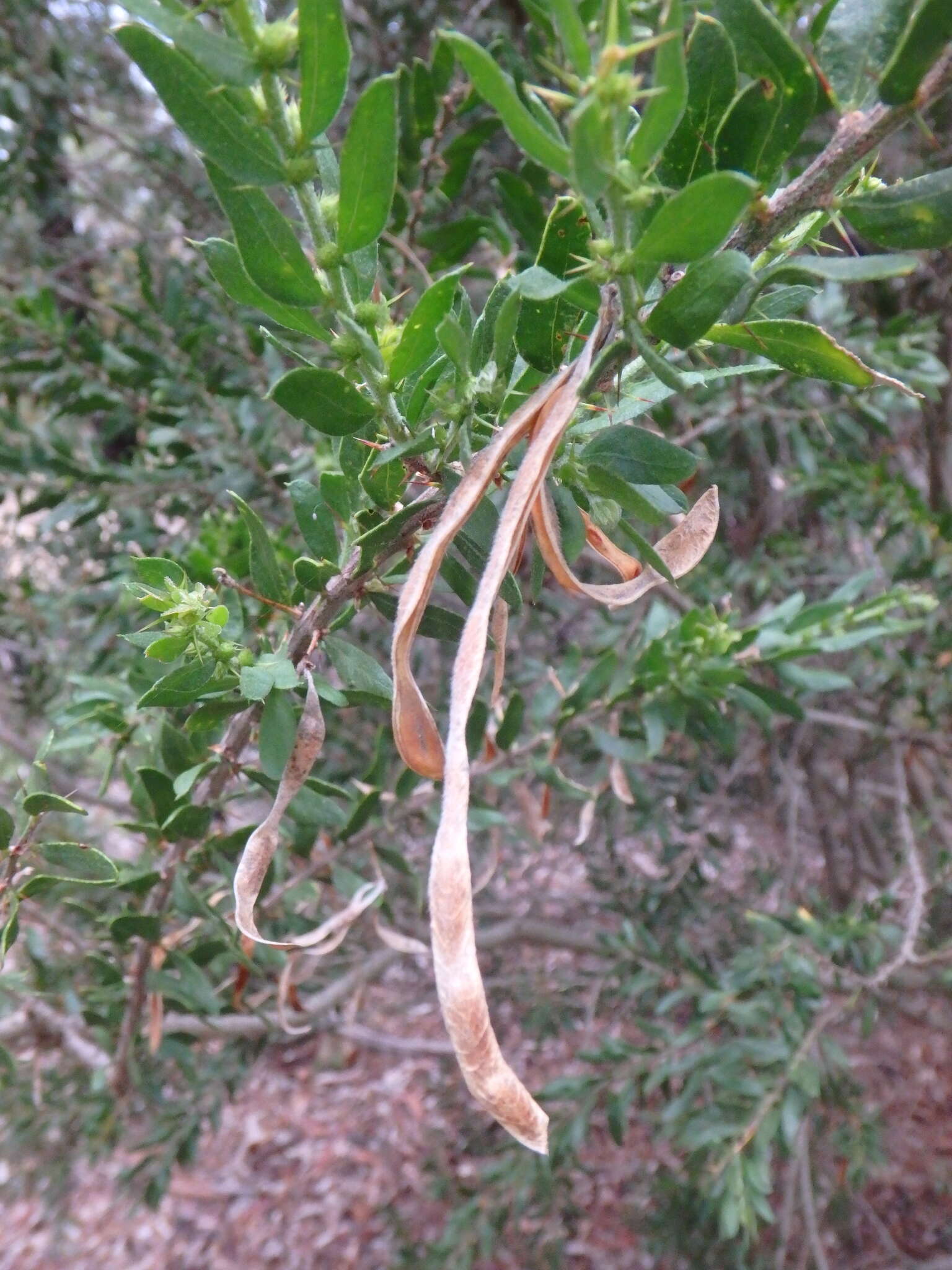 Plancia ëd Acacia tristis