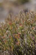 Image of Salicornia littorea (Moss) Piirainen & G. Kadereit