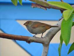 Image of Antillean bullfinches