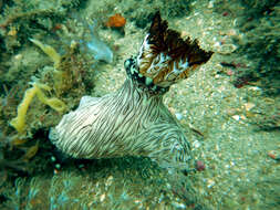 Image of Jorunna rubescens (Bergh 1876)