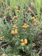 Image of Helichrysum dregeanum Harv. & Sond.