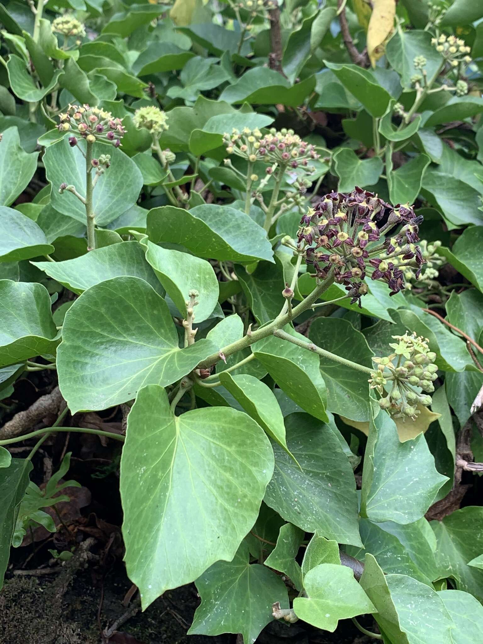 Imagem de Hedera azorica Carrière