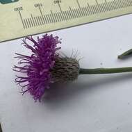 Image of Vernoniastrum latifolium (Steetz) H. Robinson
